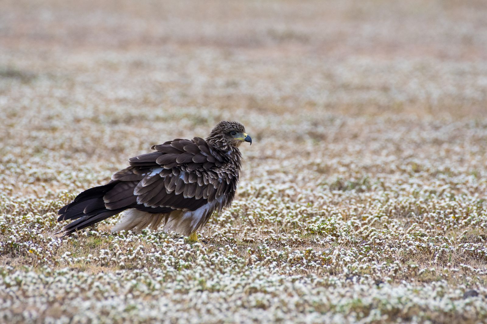 Black kite (6)